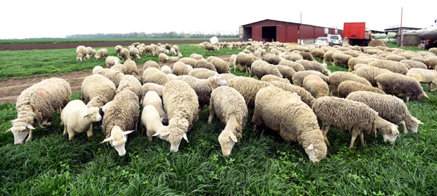 Ливаду забелило скоро 1.500 оваца и јагњади (ФОТО)